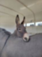 donkey with chin resting on other donkeys back