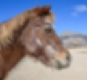 side profile of chestnut pony against blue sky and desert sand