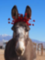 donkey wearing valentines day decoration around ears