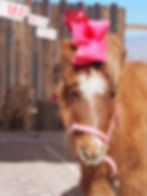 pony wearing pink bow on head