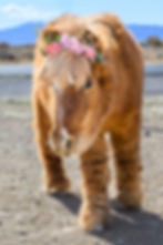chestnut pony with star facing camera