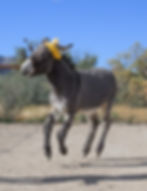 donkey wearing yellow beanie and jumping