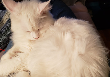 main coon contact