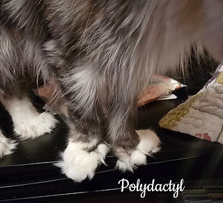Polydactyl