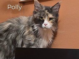 Polly