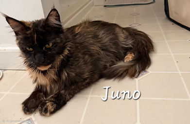 Juno