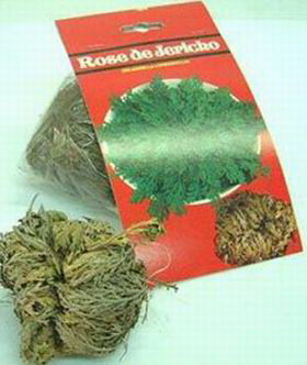 Rosa Jericó