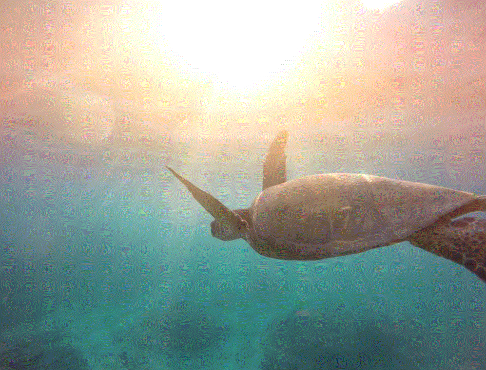 Turtle.GIF