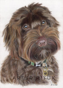Cockapoo in colour pencil on pastelmat board