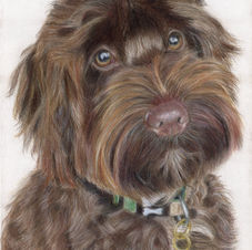 cockapoo for website.jpeg