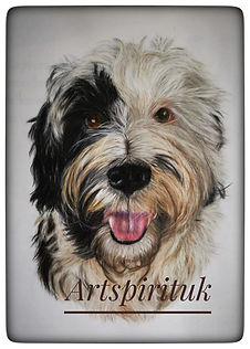 Sheepdog in colour pencil on drafting film.