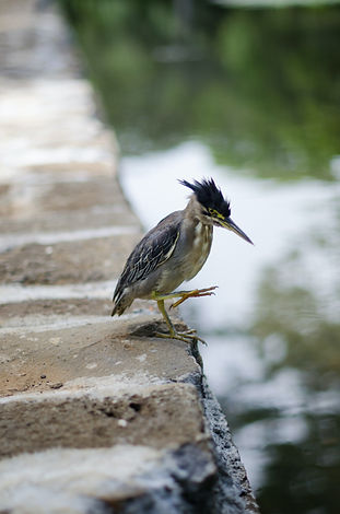 A bired taking a step towards water