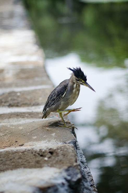 bird taking a step towards water
