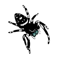 Tyler Art Jumping Spider