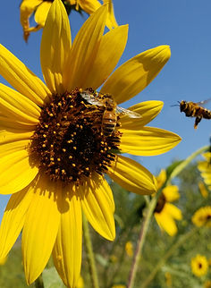 honey bees and sunflowers