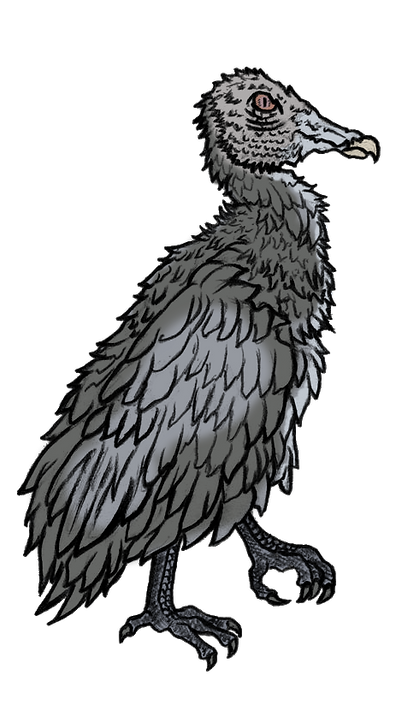 Diseño a colores de gallinazo.png