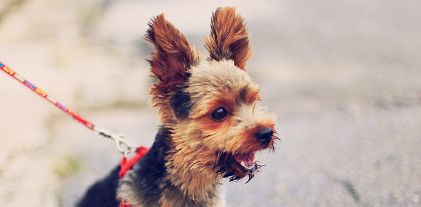犬猫腸内フローラ治療 便移植 Fecal Microbiota Transplant 糞便移植 腸内細菌 腸内環境の改善