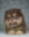 Pomeranian CHOCOLATE & TAN AGO17M | Lions Poms