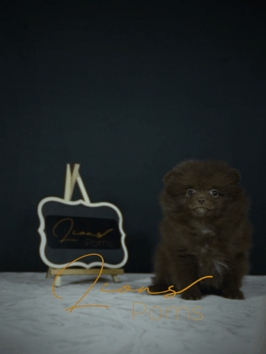MY26H gif para web.gif