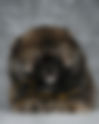 Pomeranian ORANGE SABLE ABR62M | lionspoms.com