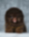 Pomeranian CHOCO & TAN ABR27H | lionspoms.com
