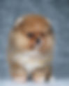 Pomeranian ORANGE MERLE ABR24H | lionspoms.com
