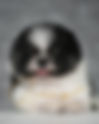 Pomeranian TRICOLORED ABR48M | lionspoms.com