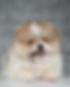 Pomeranian ORANGE PARTI MAY07M | lionspoms.com