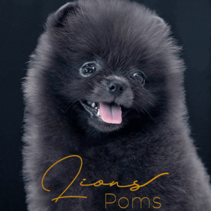 Diseño sin título.gif