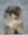 Pomeranian BLUE MERLE & TAN MAY10H | lionspoms.com