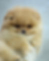 Pomeranian CREAM OCT01H | Lions Poms