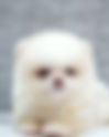 Pomeranian CREAM MAY18H | lionspoms.com