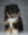 Pomeranian BLACK & TAN AGO31M | Lions Poms