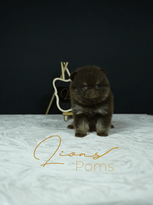 MY17M gif para web.gif