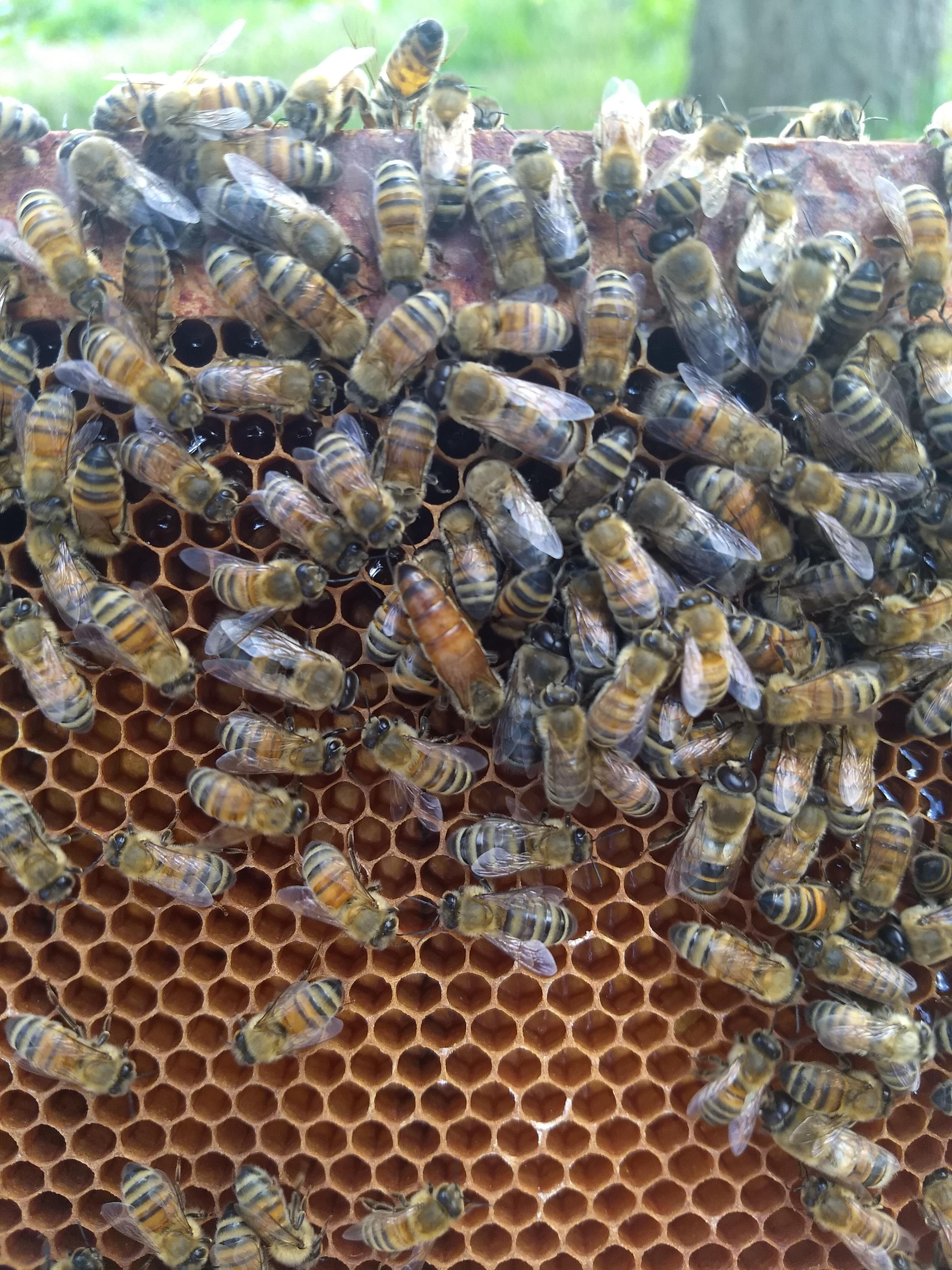 Apprentice Beekeeping (Includes the WASBA Book)