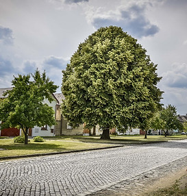 Lipa svobody Moravicany.jpg