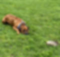A rhodesian ridgeback laying on the ground looking at a turtle about 2 feet in front of him in the lawn.