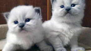 Невские маскарадные котята