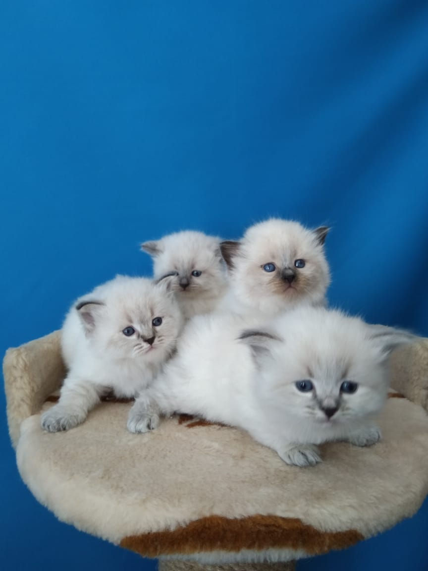 Невские маскарадные котята