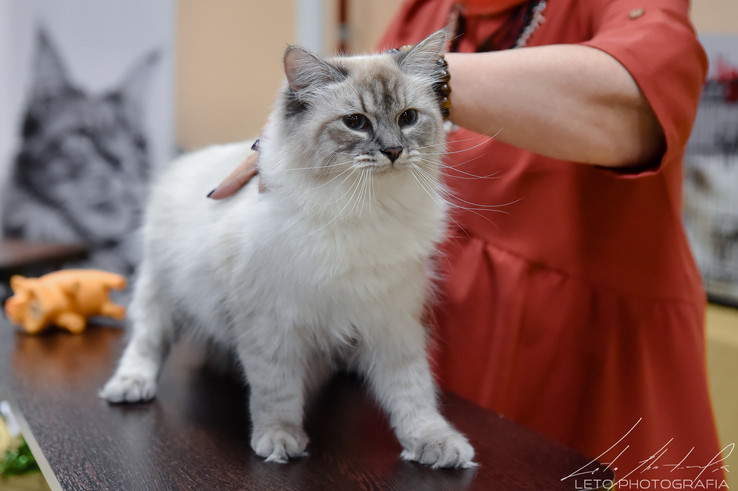 Katten Kabinet MaskaradeValse 8.jpg