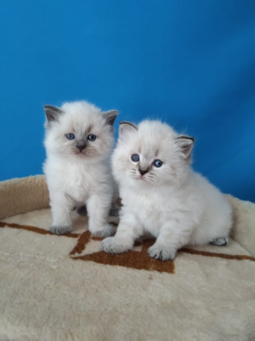 Невские маскарадные котята