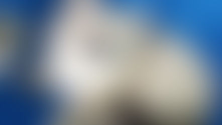 Обновление фото и видео котят