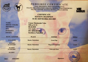 Сибирский котик чемпион.jpg