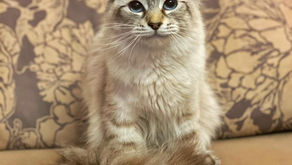 Сибирская кошечка Вега