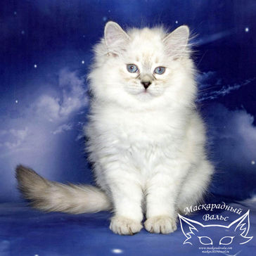 Черри L. Laurel 5.jpg