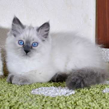 Сибирские котята. Черри32.jpg