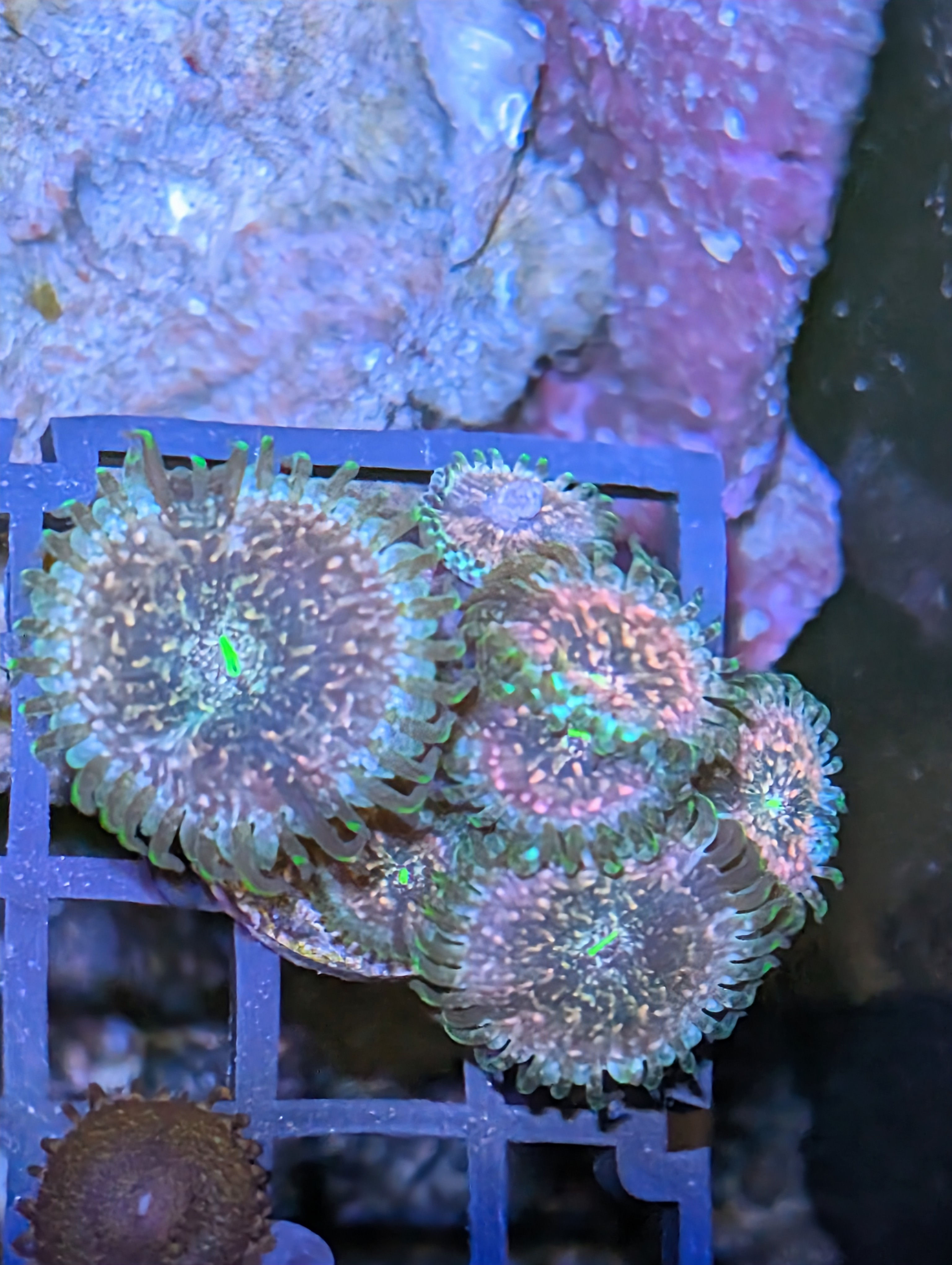 Hawaiian People Eater