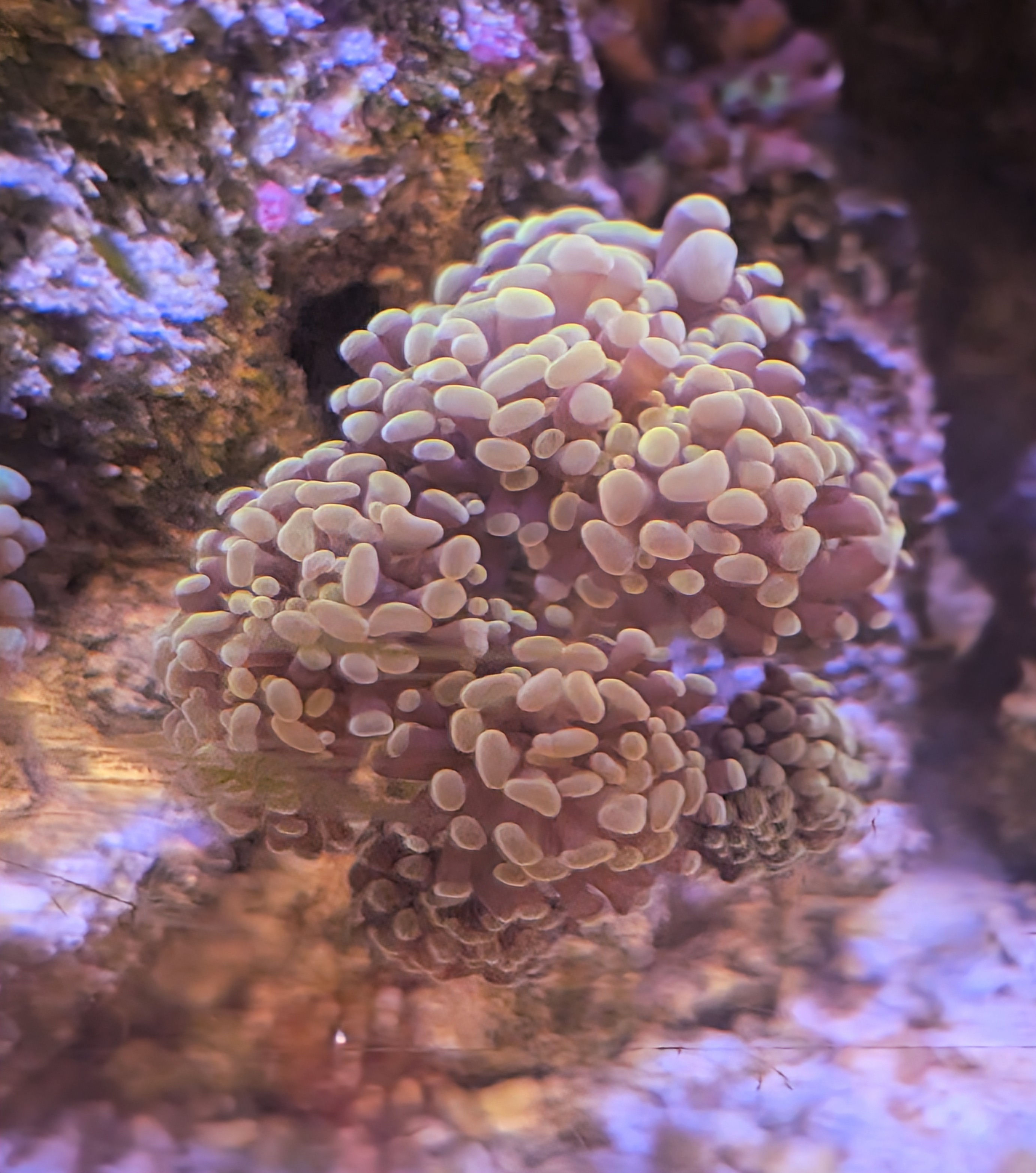 Rose Branching Hammer