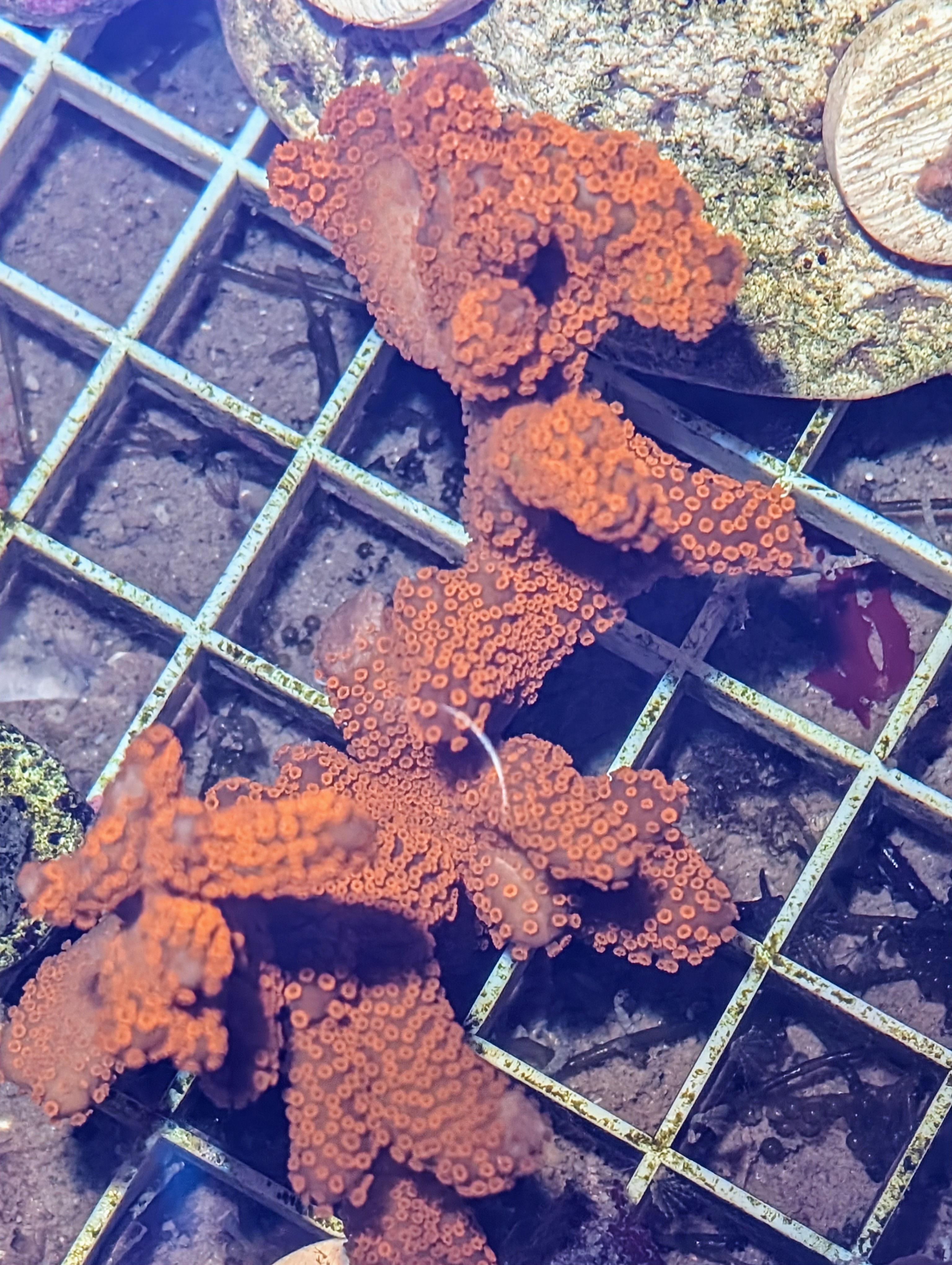 Red Montipora Digitata