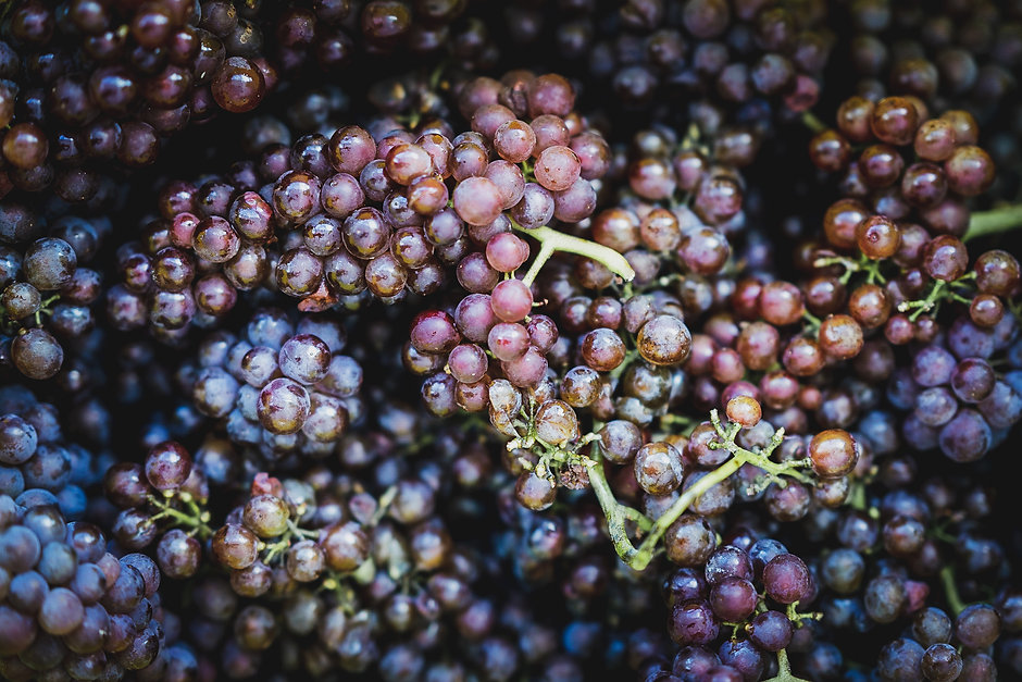 Vendanges Baumli 2.jpeg